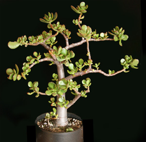 Crassula ovata (arbre de Jade)