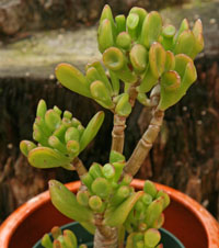 A jade plant with tubular leaves.