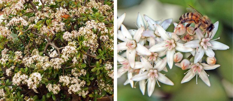 Jade plant produces clusters of small white or pink, star-shaped flowers.