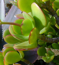 The rounded, fleshy leaves.