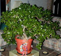 CRASSULA ARBRE DE JADE