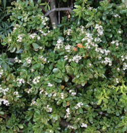 Foliage and flowers of jade plant.