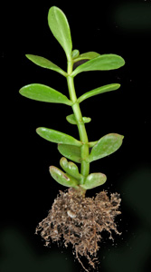 A rooted cutting.