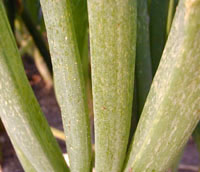 Onion thrips on onion.