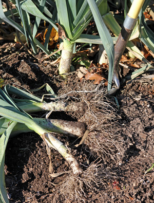 Dig leeks to harvest any time after they are an inch or more in diameter.