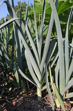 Leeks growing in a garden.