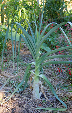 Leeks have long, strap-like leaves and many develop a roundish bulb.