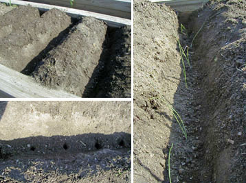Planting leeks in the bottom of a trench makes it easy to gradually add soil as they grow to blanch the stems.