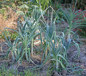 Leeks can remain in the ground as long as it is not frozen.