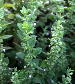 lemon balm seedlings