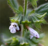 The white tiny flowers are fairly inconspicuous.