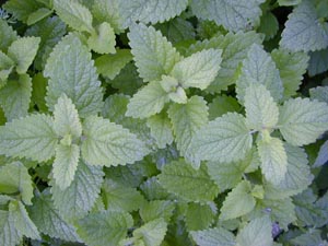 Lemon balm is an herb in the mint family.