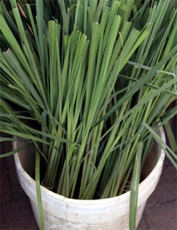 Lemongrass for sale at a farmer's market.