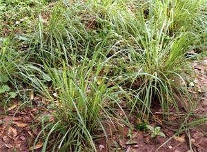 Lemongrass growing in the tropics (Zanzibar).