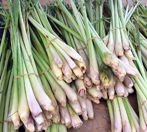 Freshly harvested lemongrass.