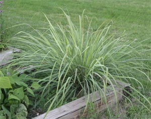 Lemongrass grown as an annual herb in a Wisconsin vegetable garden.