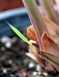 A new offshoot (tiller) of lemongrass