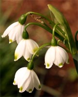 Leucojum flowers are similar to snowdrops, but have petals all the same length.