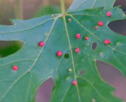 The round galls of maple bladder galls.