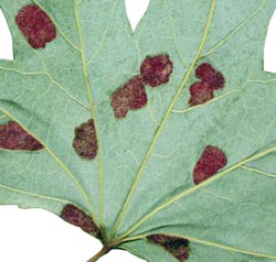 Furry patches of erineum galls.