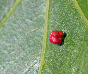 Mite feeding causes the abnormal cell growth that causes gall formation.