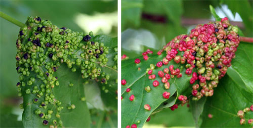 Bumpy growths caused by maple gall mites cover silver maple leaves.