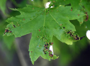 Heavy infestations may cause leaf deformity.