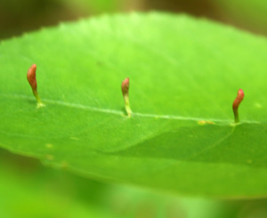 Spindle galls (on another plant, not maple).