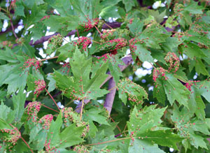 Infestations are often worse on leaves nearest the overwinter sites on the bark.