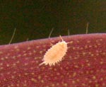 A citrus mealybug.