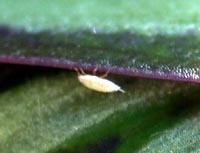 A citrus mealybug nymphs crawls along a leaf.