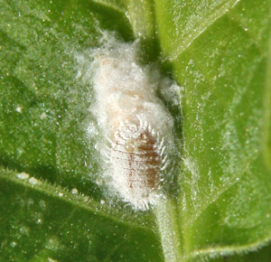 A female mealybug and her cottony egg mass.