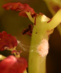 Citrus mealybug egg mass with newly hatched nymphs.