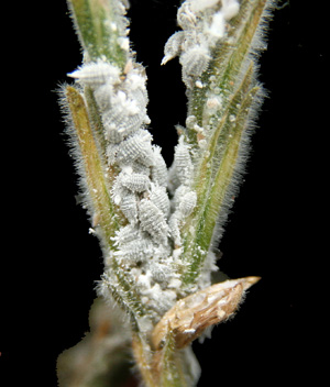 Mealybugs deals