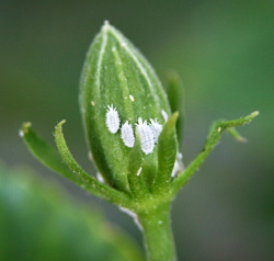 Mealybugs on a hibiscus flower bud.