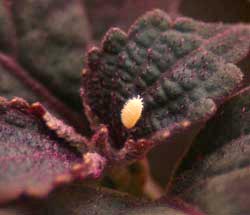 A mealybug crawls on a red coleus plant.