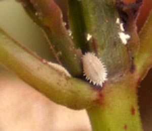 Citrus mealybug, the most common species of mealybug found on houseplants.