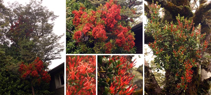 Red mistletoe, Peraxilla tetrapetala:on mountain beech: (L) two plants visitble on the host tree; (C, top) cluster in full bloom; (CL) open flowers; (CR) flowers buds; (R) plant in bud on another host tree.