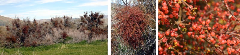 The KISStory of Mistletoe: Is Mistletoe a Semi-Parasitic?