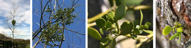 Bigleaf mistletoe (P. tomentosum ssp. macrophyllum) in eastern San Diego county.