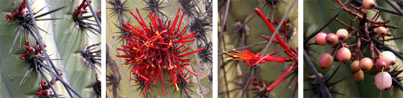 (L-R): the emerging inflorescences, flowers and fruits of quintral (Tristerix aphylla).