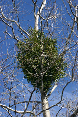 Mistletoes are parasitic plants that infect aboveground parts of woody plants.