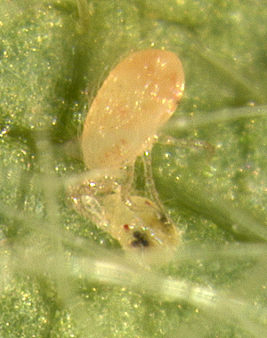A partially grown Amblyseius californicus feeding on a young nymph of twospotted spider mite.