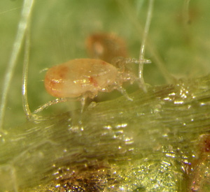 A fully grown adult Amblyseius californicus on a leaf vein.