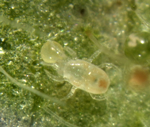 A young Amblyseius californicus feeding on an egg of twospotted spider mite.