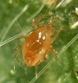 Mesoseiulus longipes has a brownish coloration.