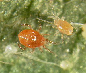 Phytoseiulus persimilis female (larger and darker) and young.
