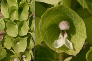 Tiny white flowers are surrounded by a papery bell.