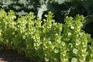 Bells of Ireland is an unusual annual flower.