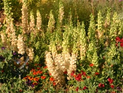 Old flower spikes turn brown and dry.